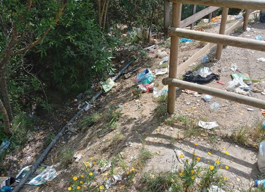 cinghiali e immondizia (2)