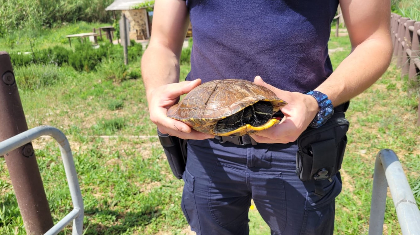 Testuggine palustre americana Mola 2