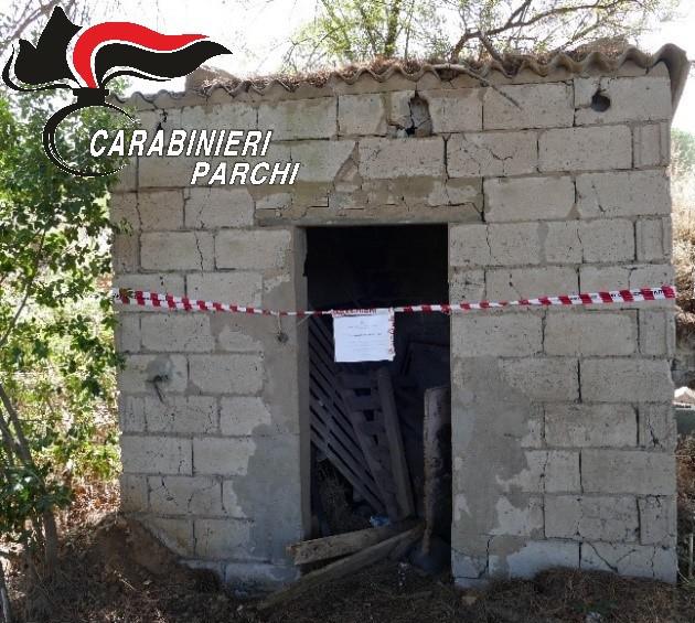 sequestro forestale capoliveri 1