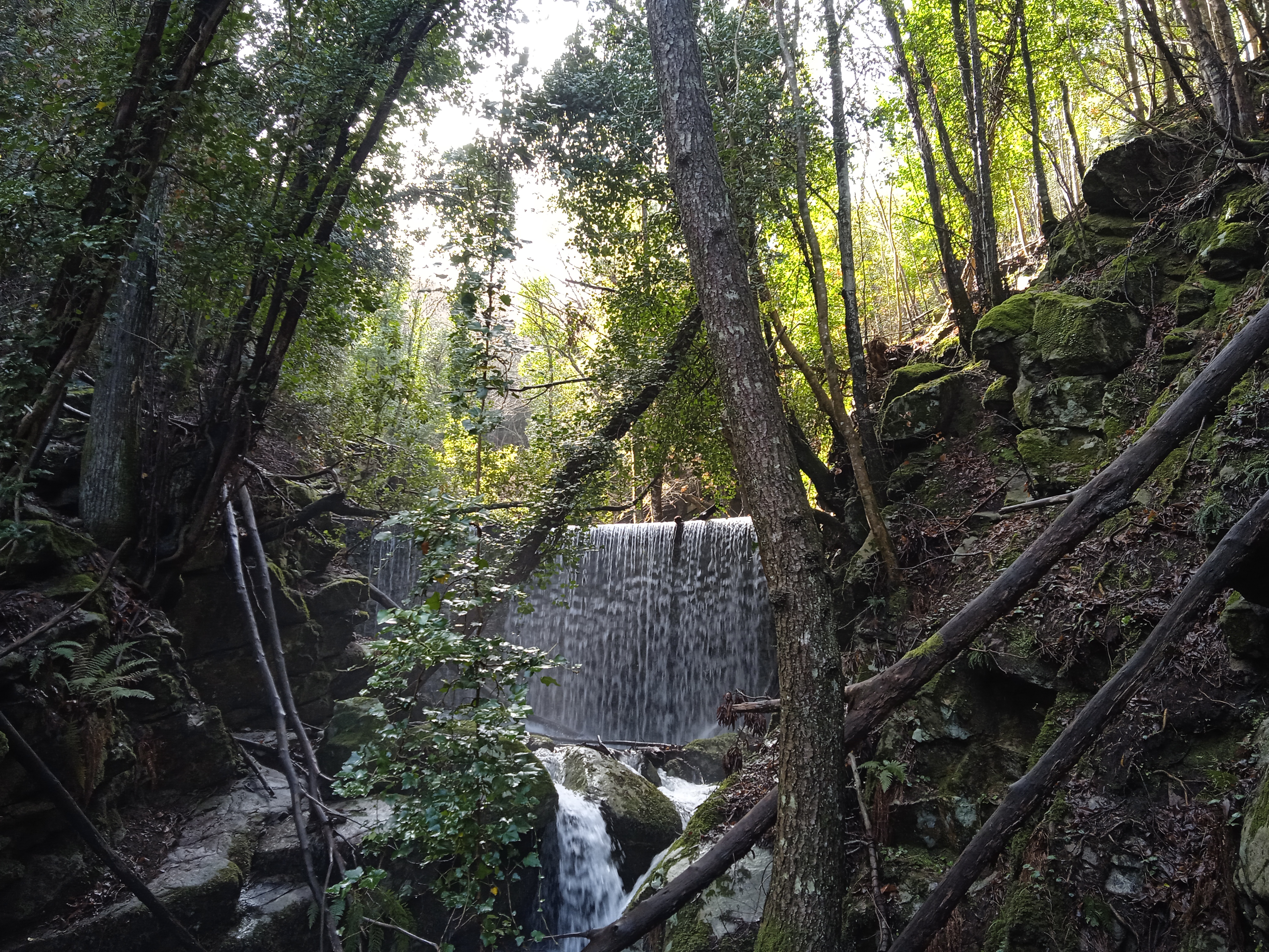 Fosso della Nevera silvestre  (2)