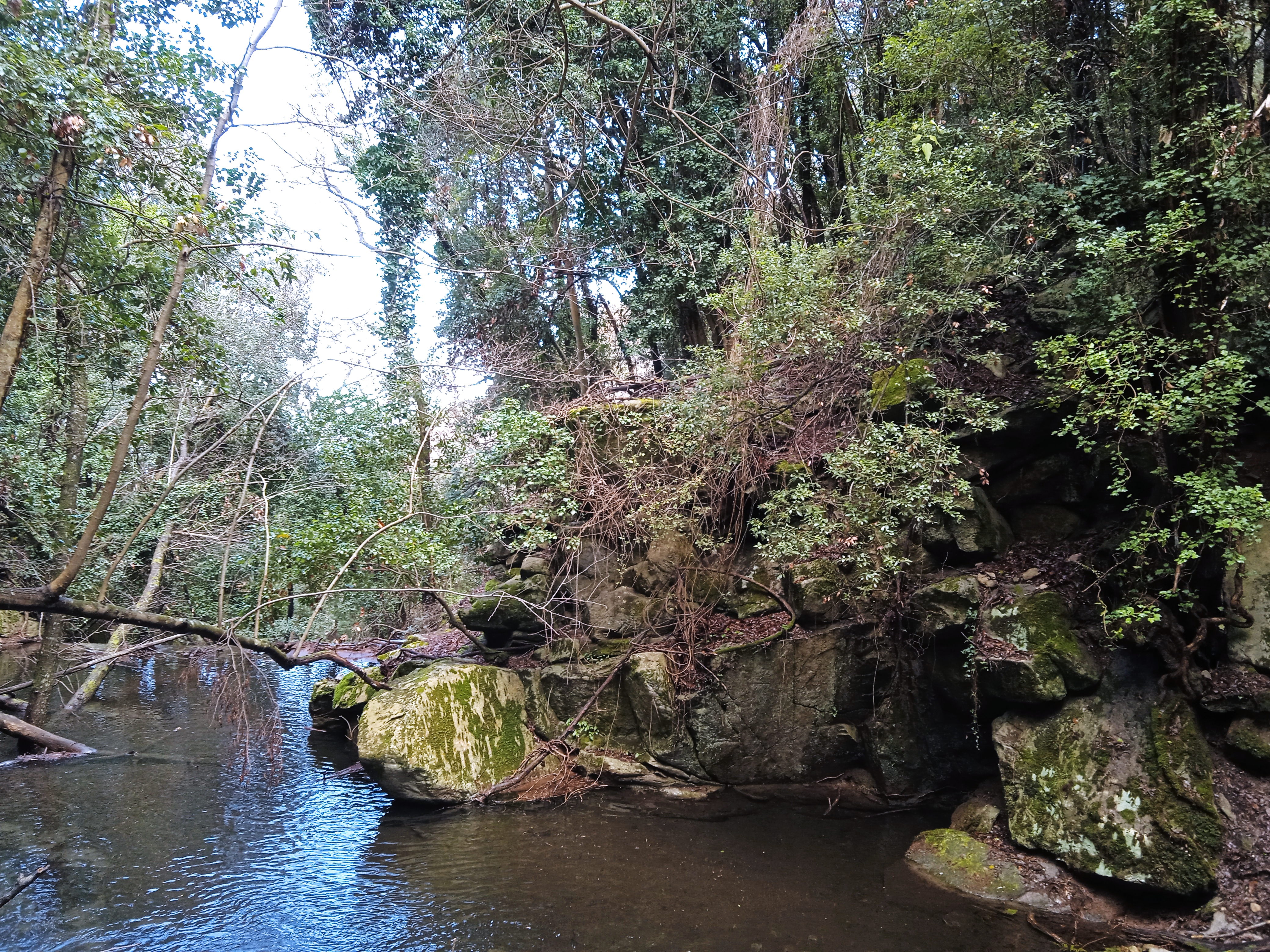 Fosso della Nevera silvestre  (3)
