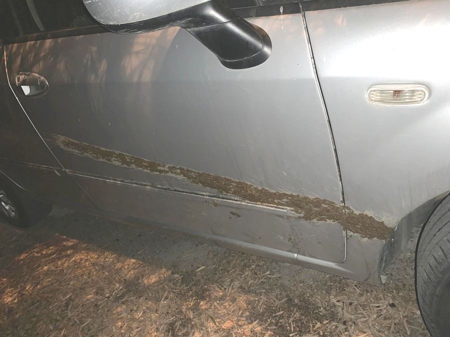 auto incidente cinghiale 1