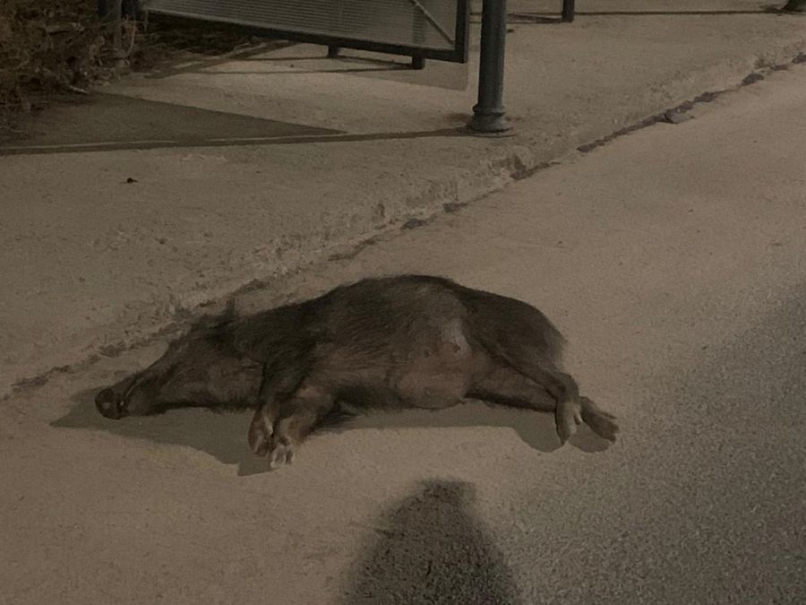 incidente cnghiale morto