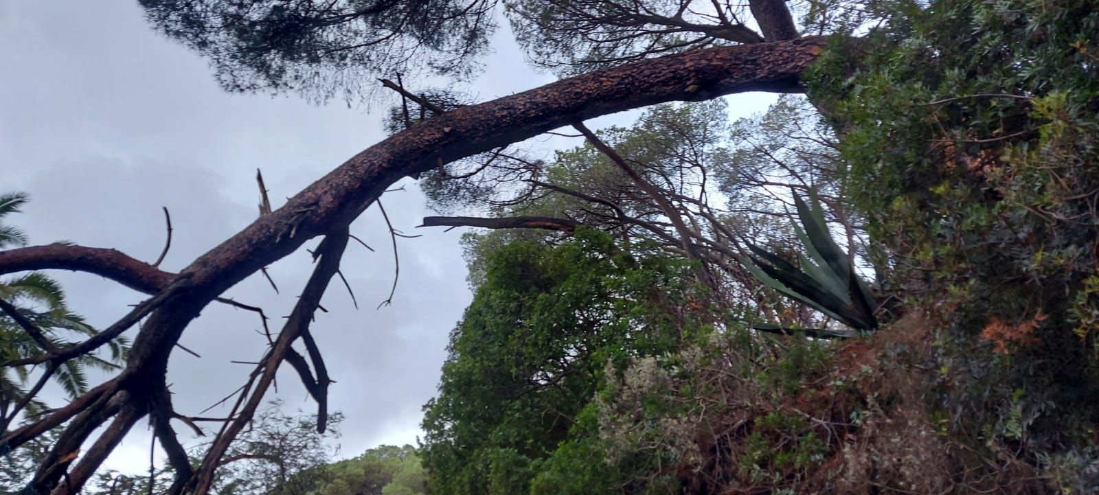 danni capoliveri alberi