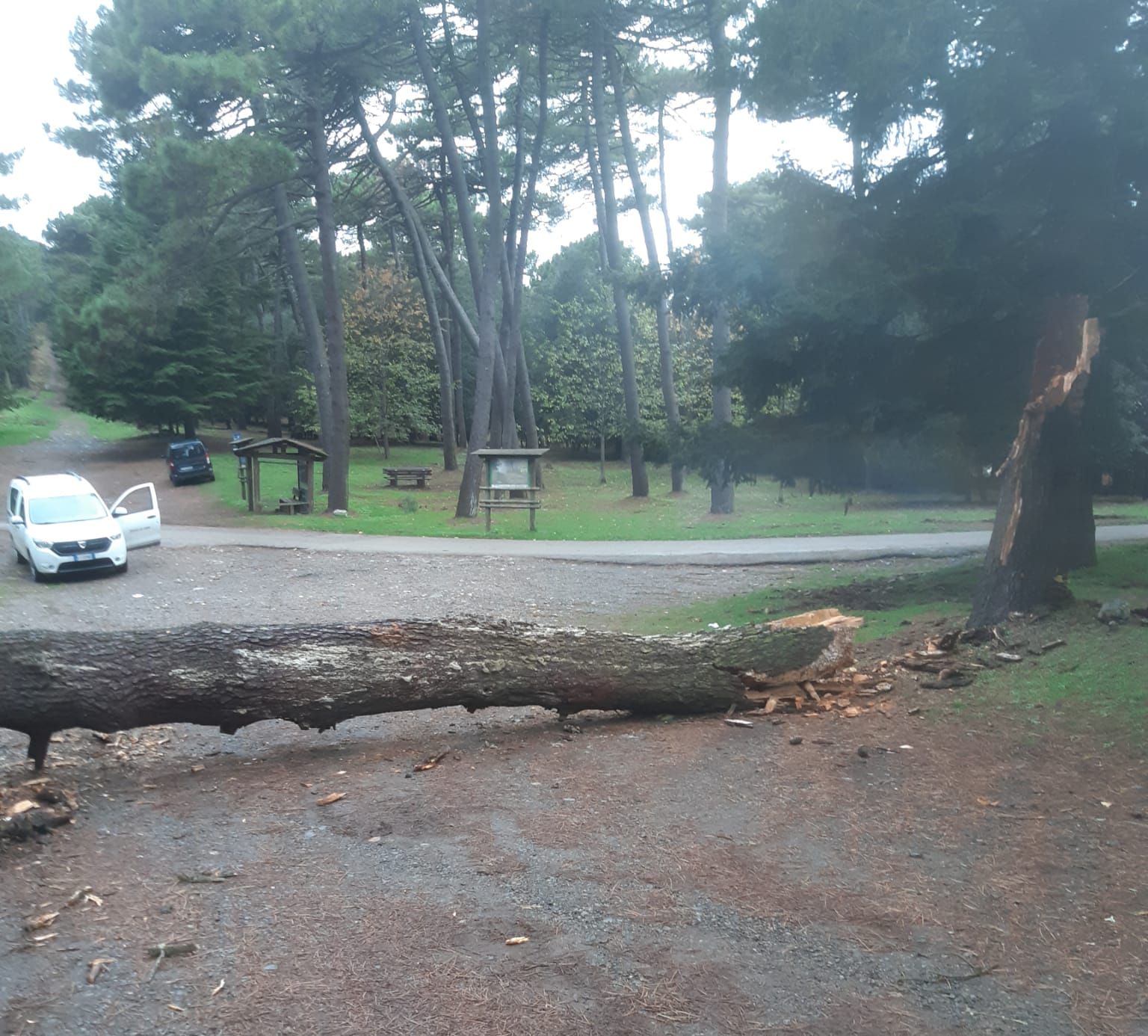 alberi caduti perone