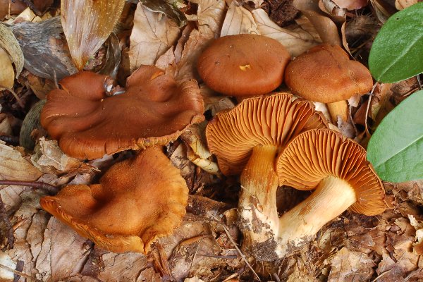 Cortinarius orellanus