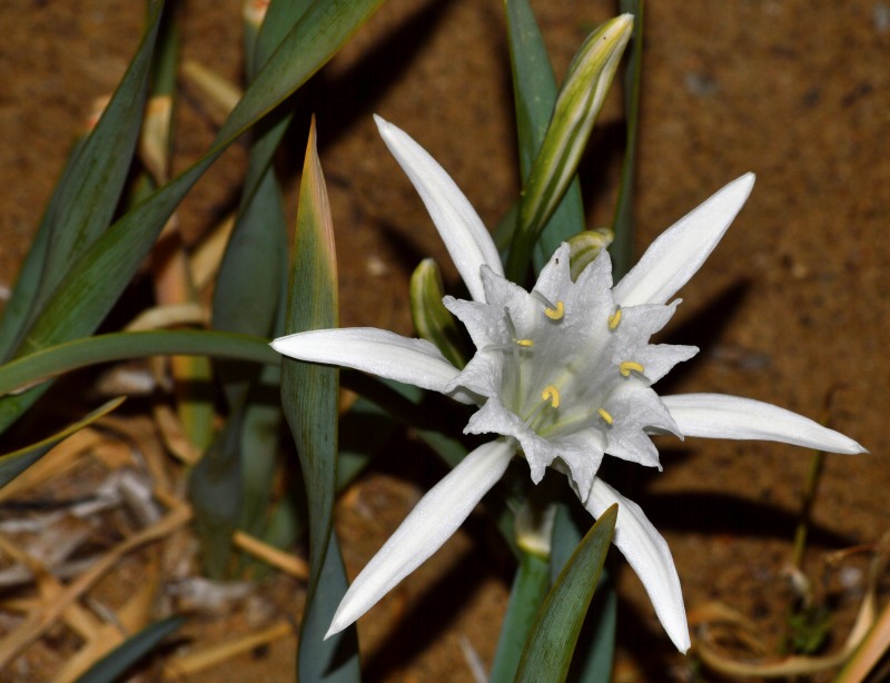 DSC 7632 2165DSC 7632