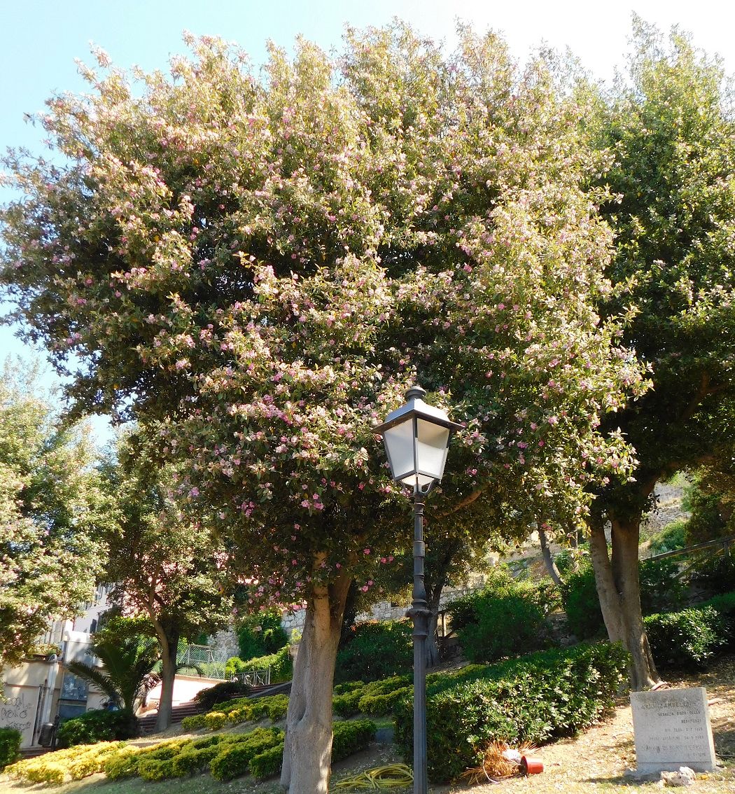 lagunaria patersoni foto marchese (3)