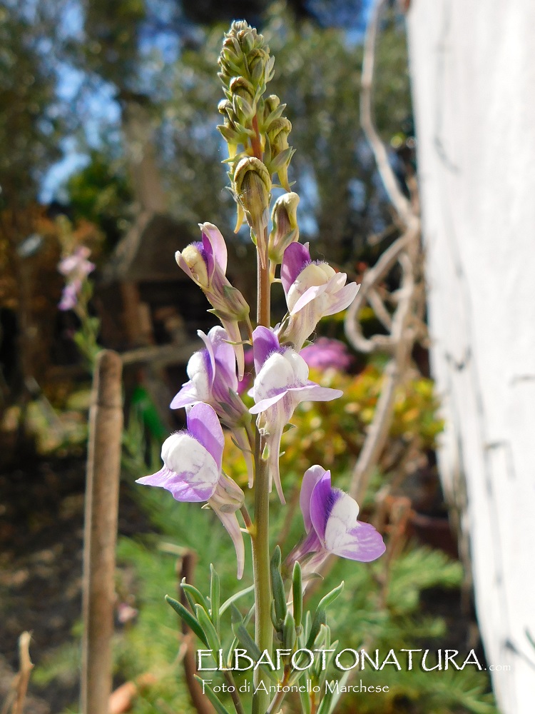 Linaria capraria 1  Elba foto Marchese