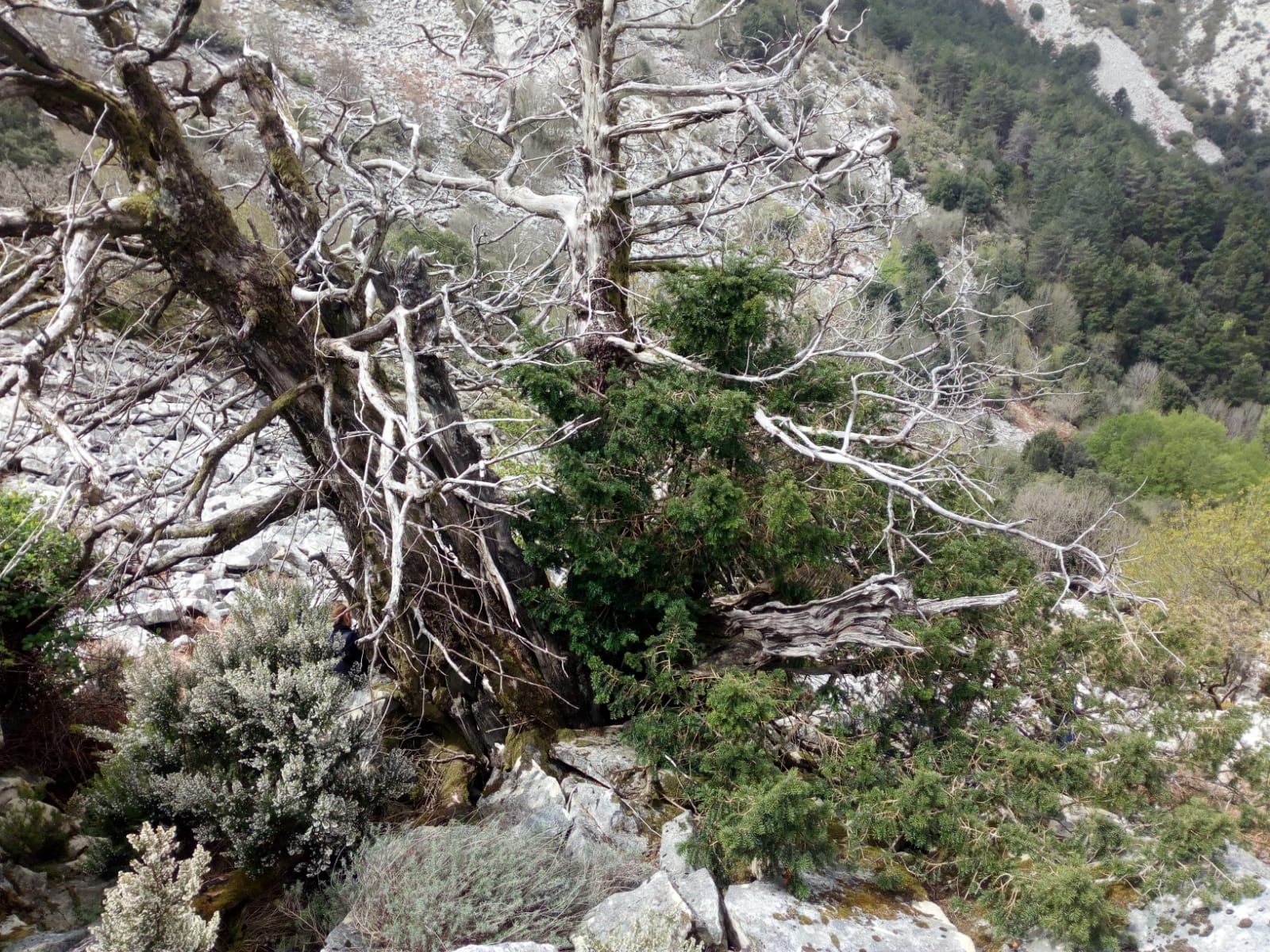 Tassi Calanche 6 (1)