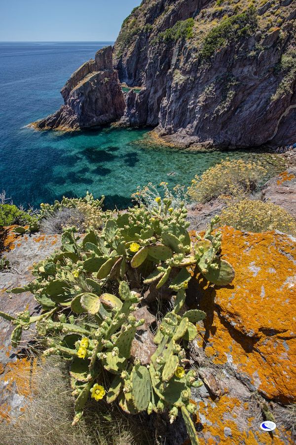 capraia ridi specie invasive 1