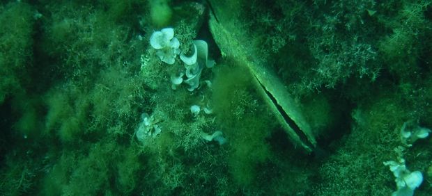 3 Pinne nobilis Giannutri 620