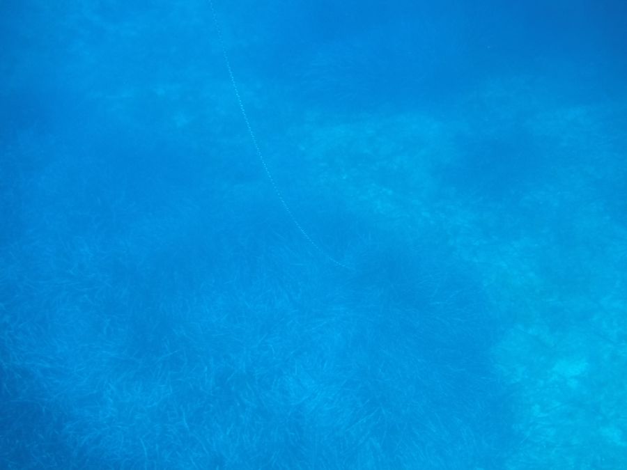 Ancor su posidonia