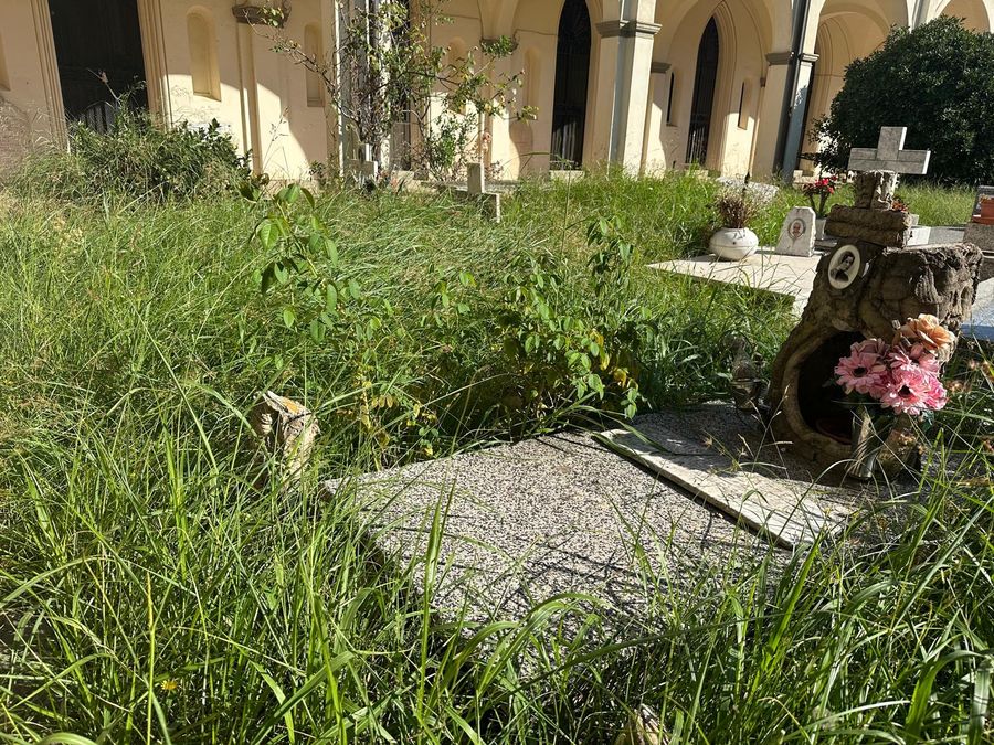 cimitero erba incolta (3)