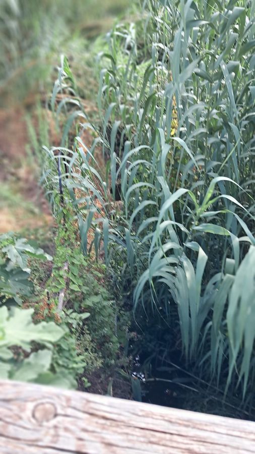 incuria fosso chiessi 2