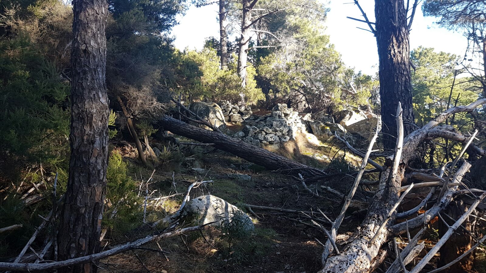 pedalta caprili prima