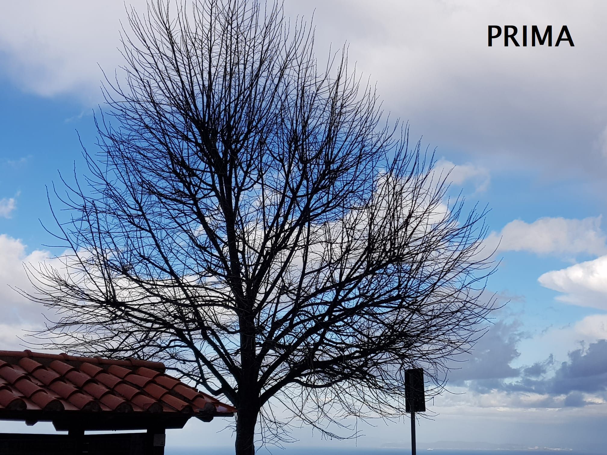 potatura alberi marciana 1