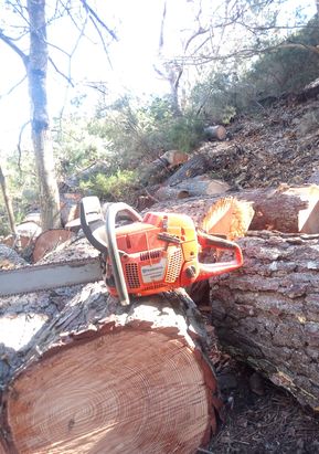 taglio alberi madonna del monte