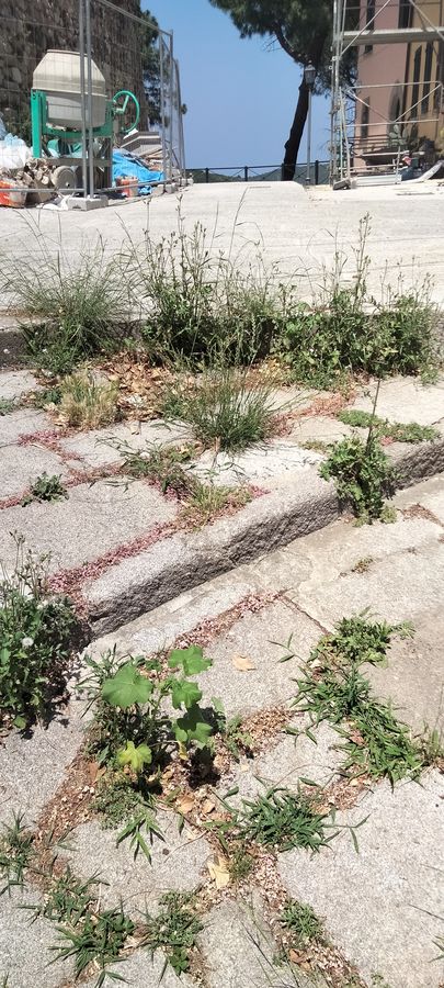 incuria sant ilario (1)