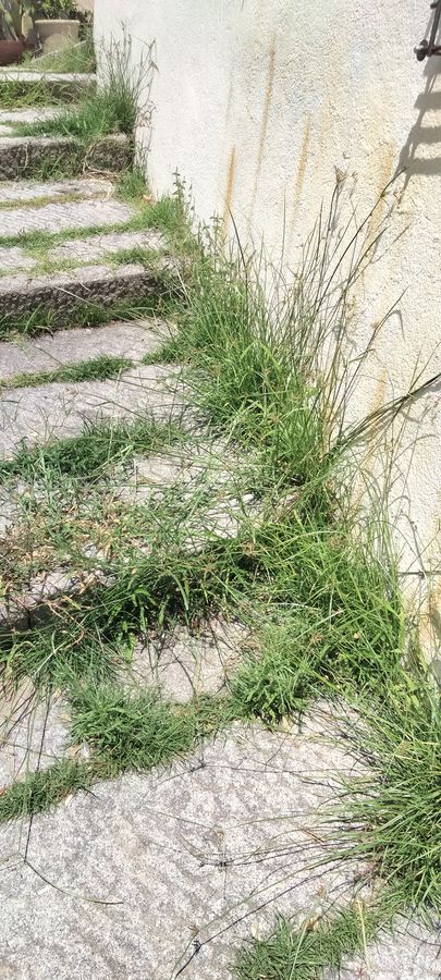 incuria sant ilario (5)