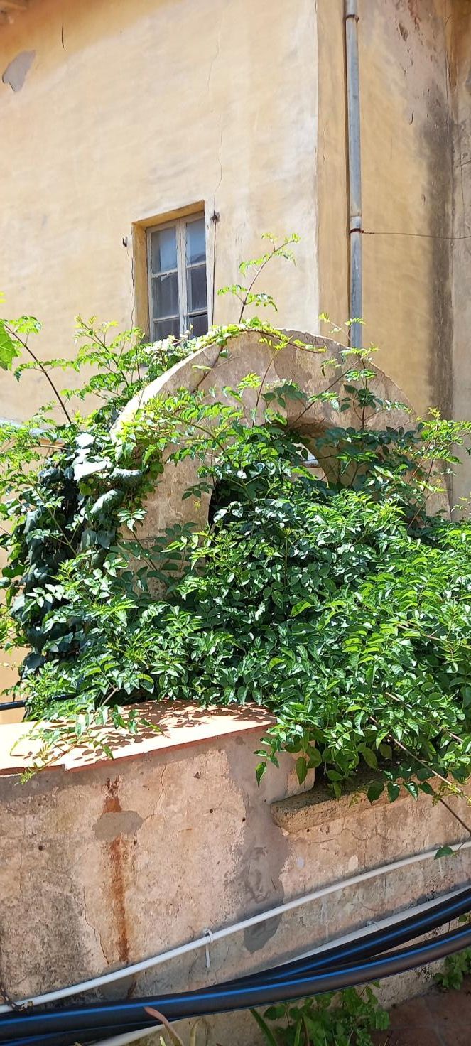 Cortile retrostante l’Istituto Liceo  Scienze Umane R.Foresi 3