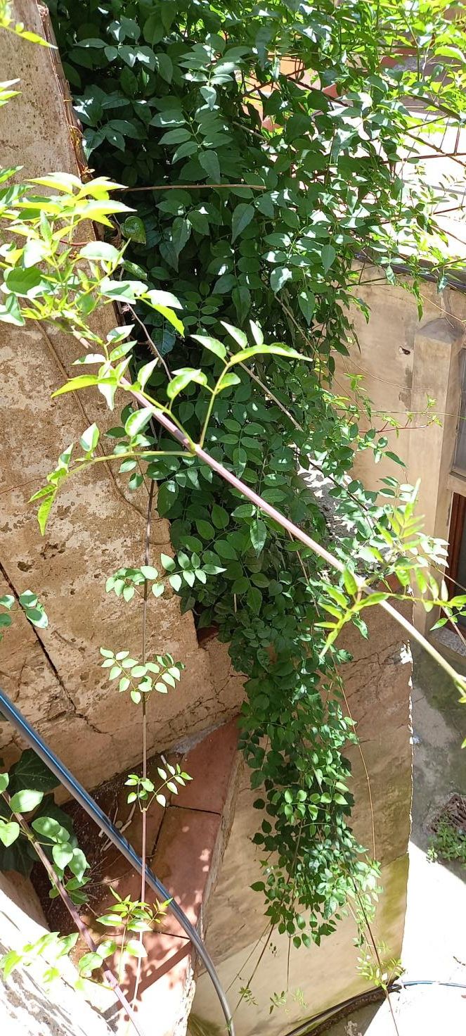 Cortile retrostante l’Istituto Liceo  Scienze Umane R.Foresi 4