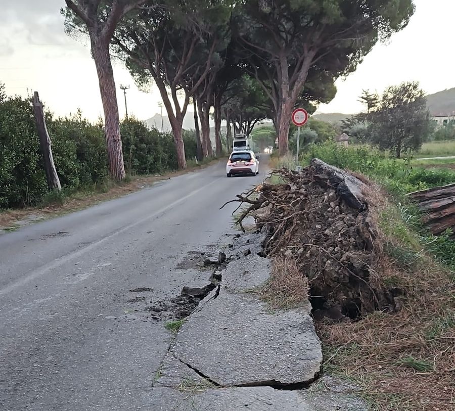 pino abbattuto san giovanni 1
