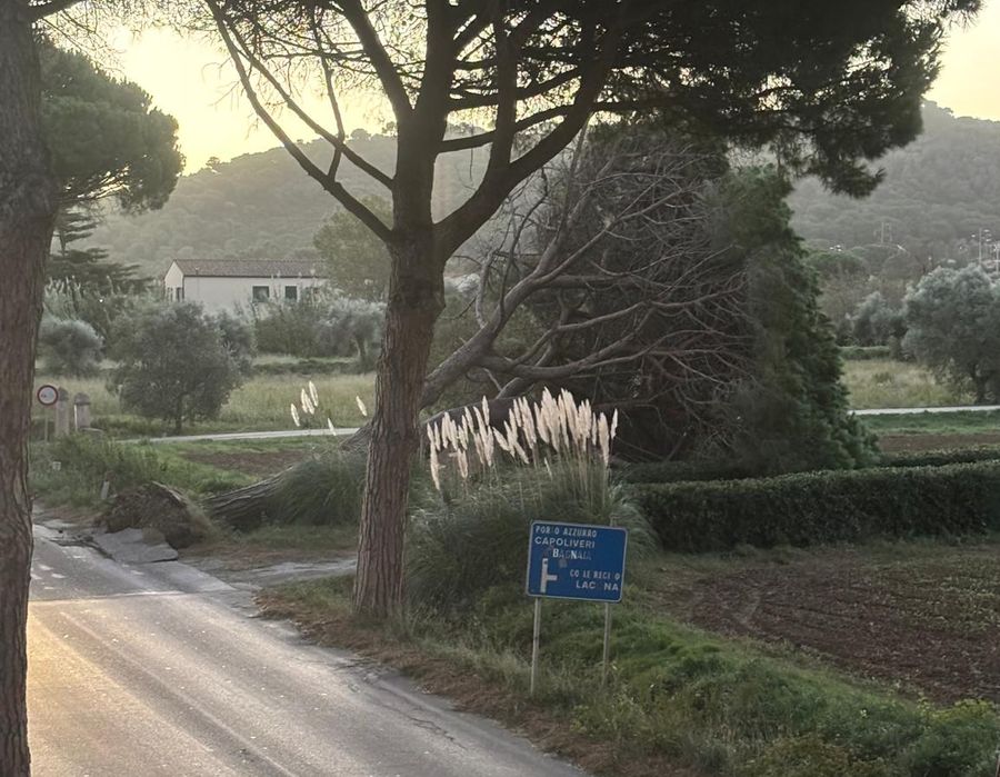 pino abbattuto san giovanni