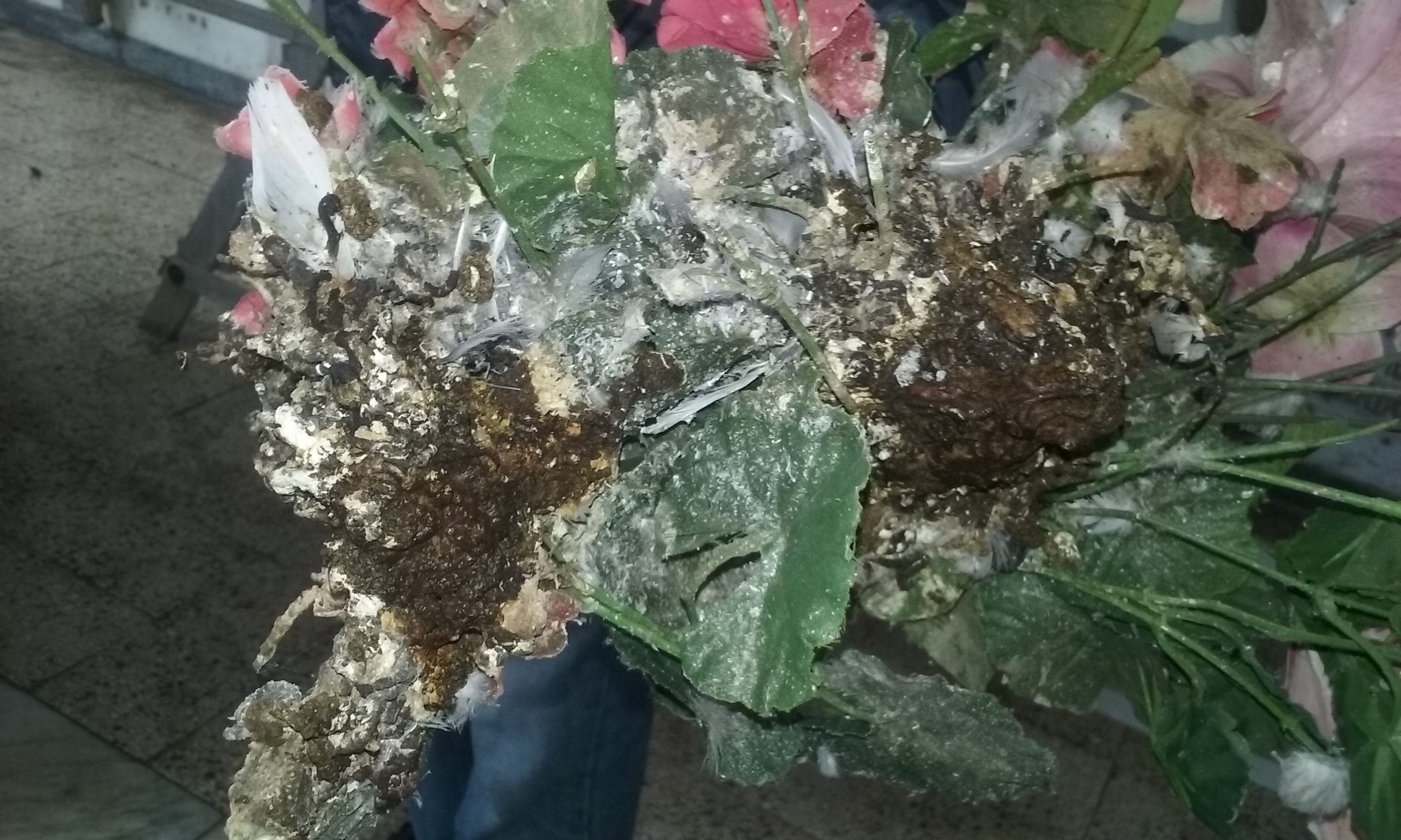 cimitero comunale degrado 2