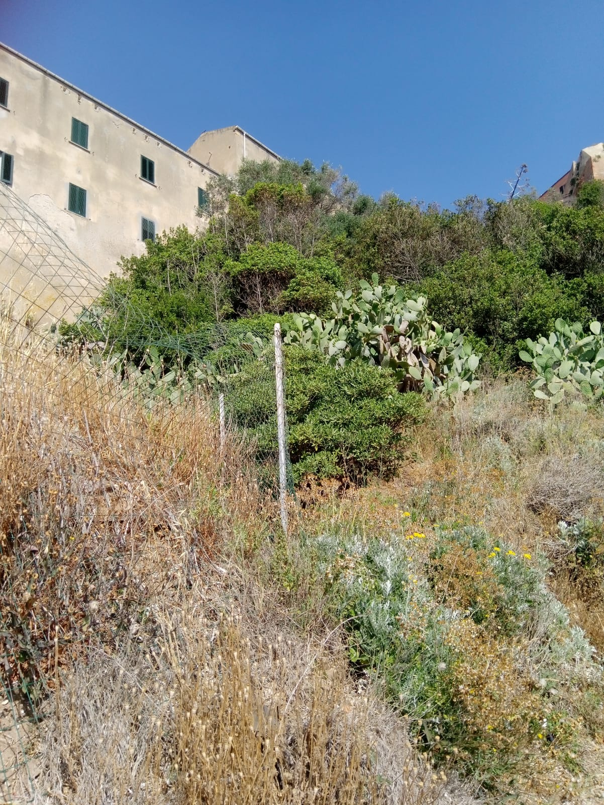 grigolo sterpaglie 2 