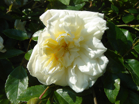 Rosa Alberic barbier