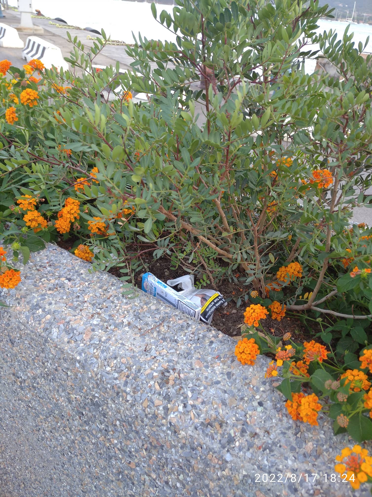 spazzatura aiuole in porto (1)