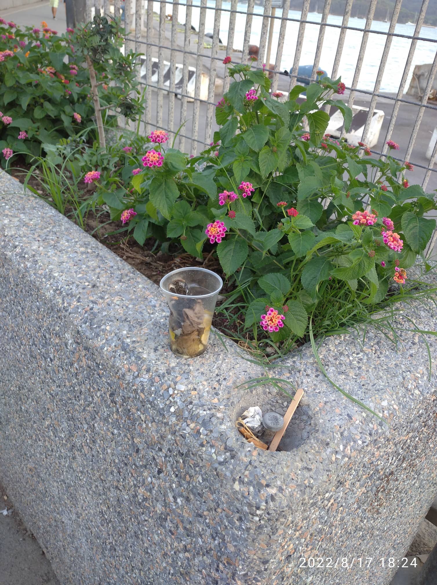 spazzatura aiuole in porto (2)