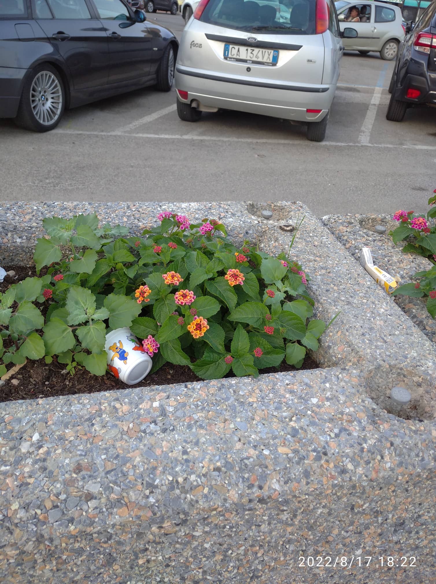 spazzatura aiuole in porto (3)