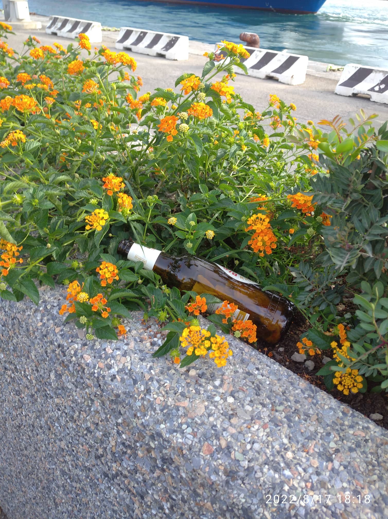 spazzatura aiuole in porto (8)