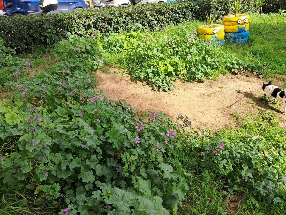 giradini piazza dante prima (2)