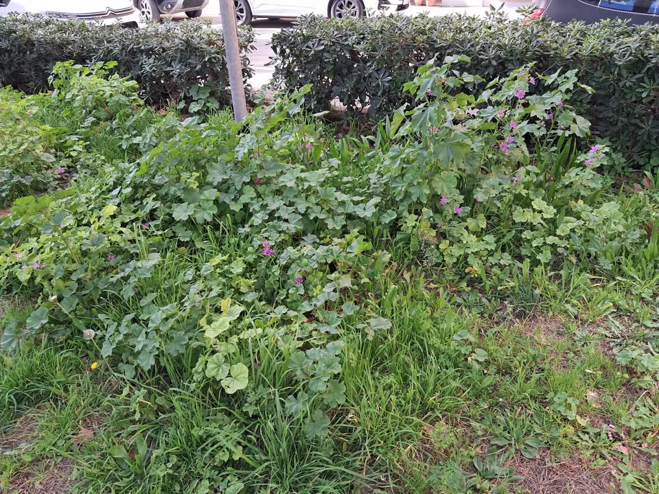 giradini piazza dante prima (3)