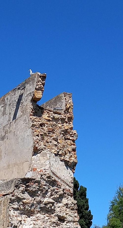 Linguella. Ruderi  del camin di ronda con suo parapetto 4
