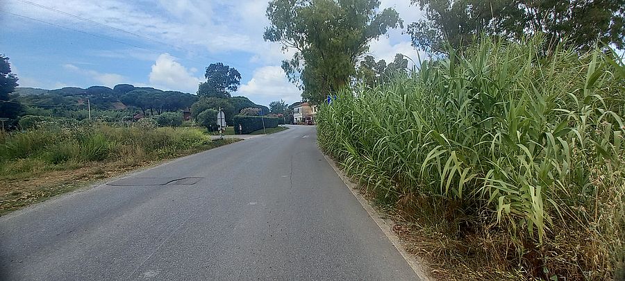 schiopparello vegetazione (1)