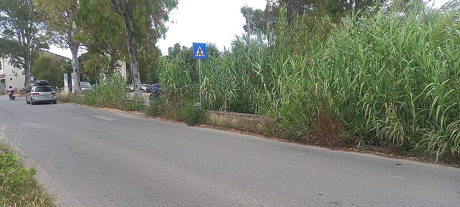 schiopparello vegetazione (4)