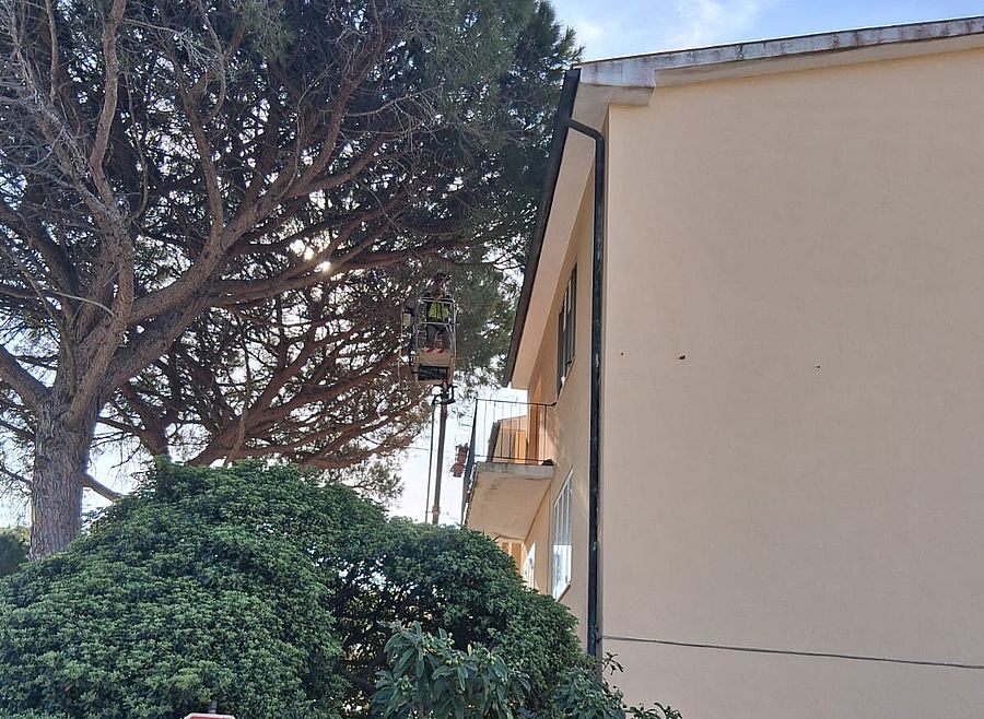 taglio albero foci 1