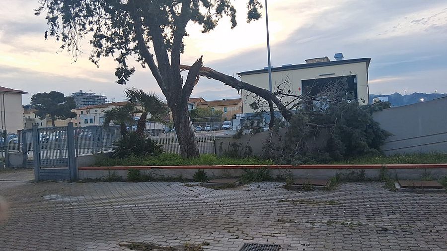 taglio albero palazzetto prima