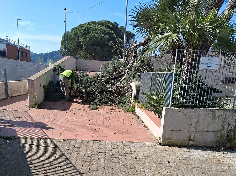 taglio albero palazzetto