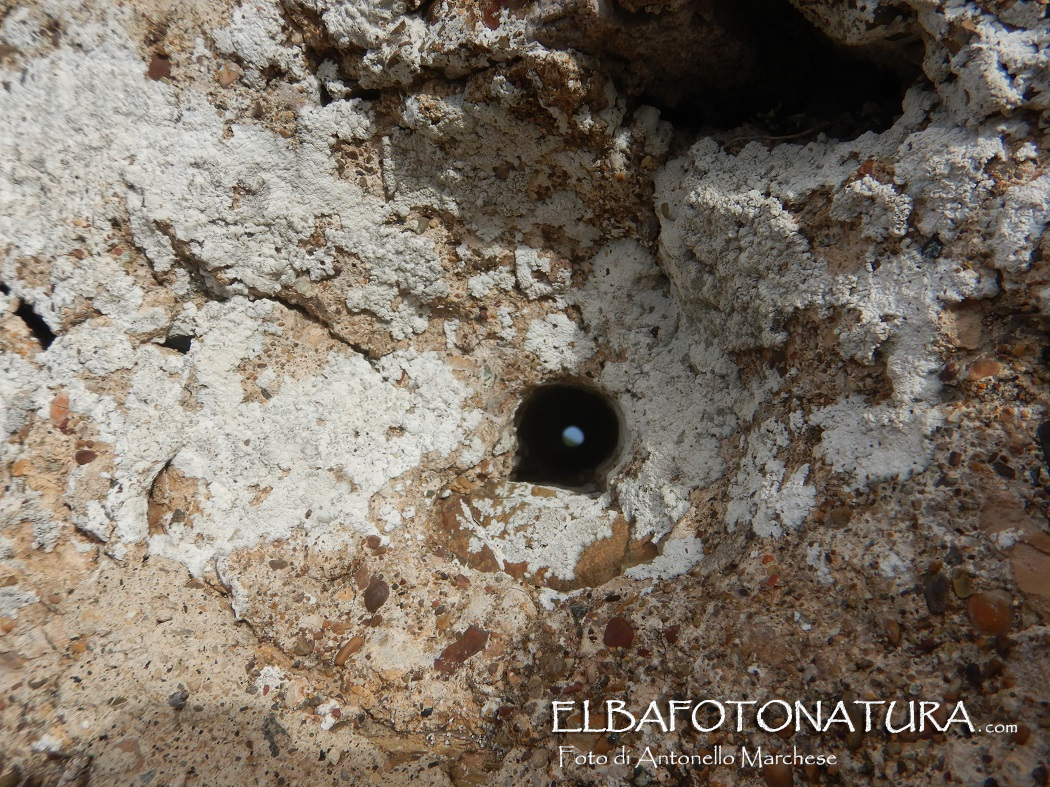 4 mirino nord su Piombino veduta esterna  foto Marchese