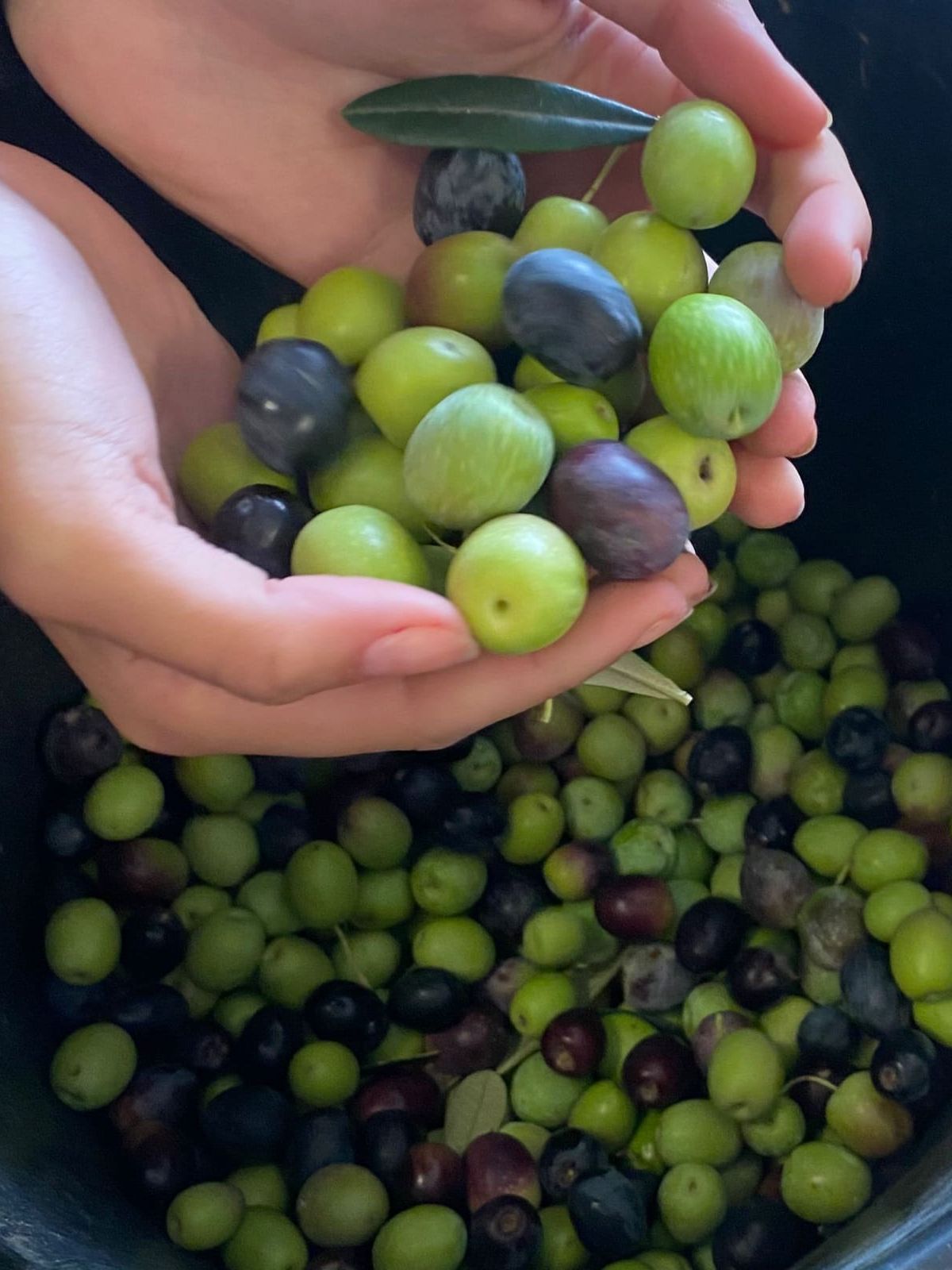 agrario cerboni 8 bid