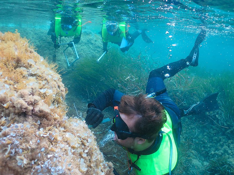 corso Environmental Marine Biology & Sustainability 4
