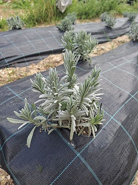 lavanda