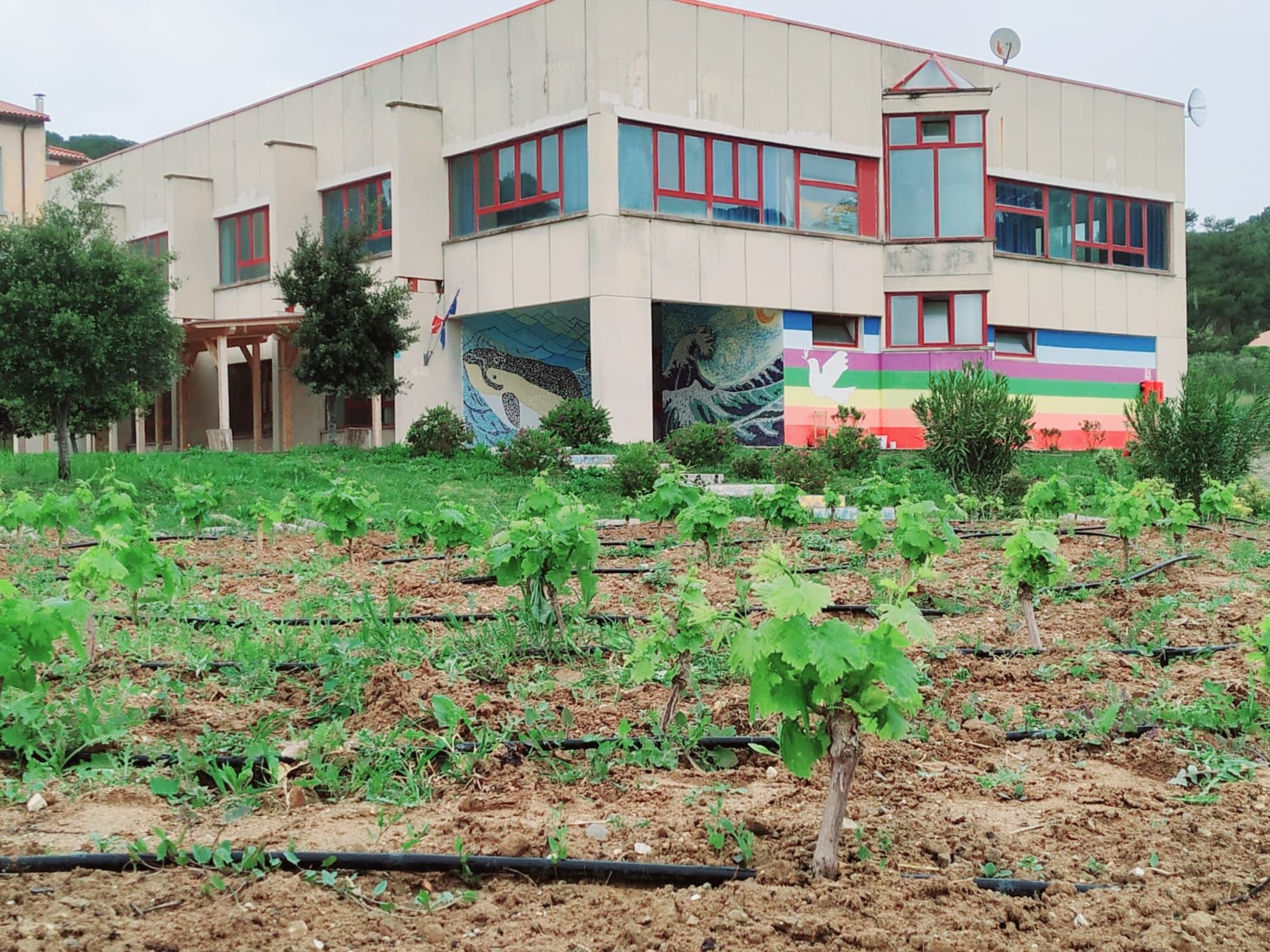 vigne arrighi scuola