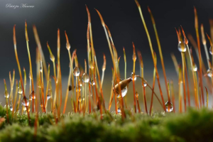 “R sta per...” - La Foto della Settimana è di Patrizia Mancuso