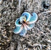 La Foto del Giorno (26 lug.)